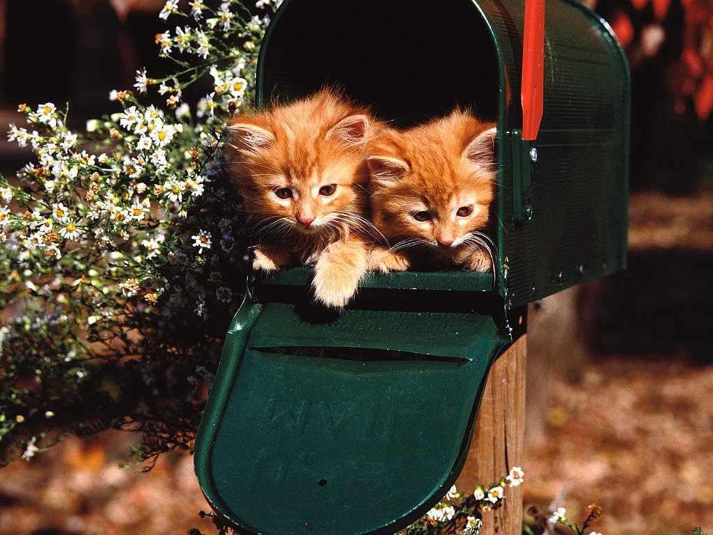 Special Delivery, Domestic Long Hair Red Tabbies